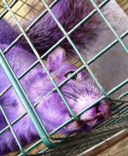 月,在美国宾夕法尼亚州,一对夫妇竟然在无意间邂逅了一只紫色的小松鼠