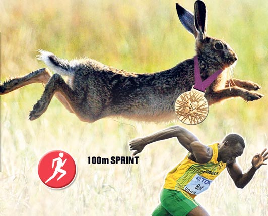 动物王国的奥运冠军们