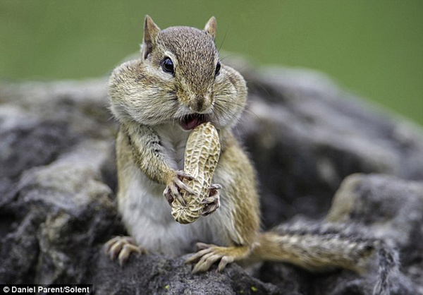 贪婪松鼠口中塞满花生充胖子