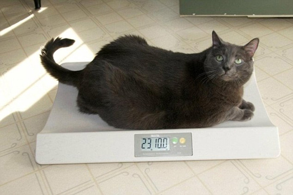 加拿大肥猫8个月瘦身效果惊人