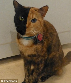 阴阳脸双面猫走红网络