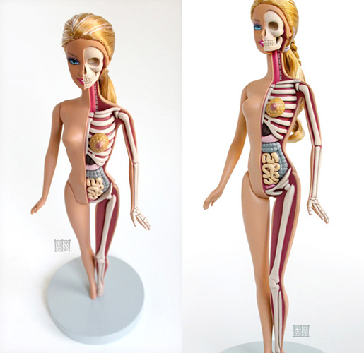 一半卖萌一半惊悚的解剖玩偶
