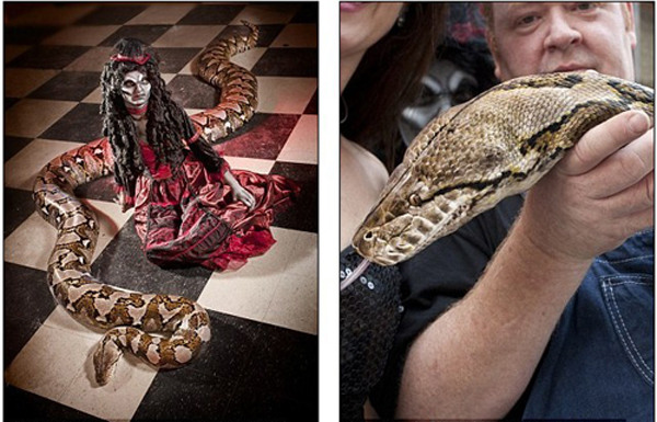 全球最长圈养蟒蛇体长76米可吞下45公斤食物