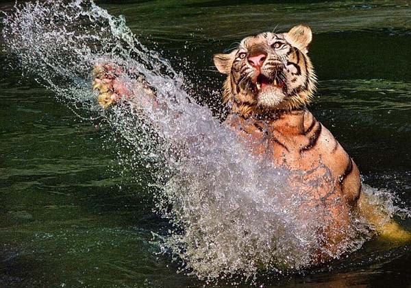 印尼动物园老虎湖中玩起花样游泳