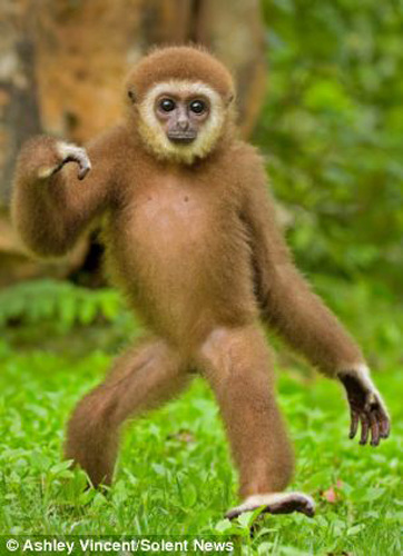 泰国动物园1岁长臂猿大秀摇摆舞