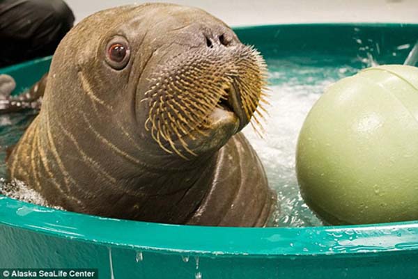 "天然呆"搁浅小海狮获救 卖萌憨态十足