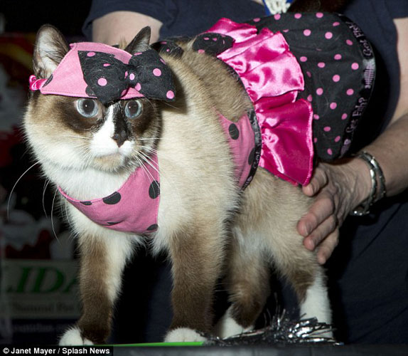 纽约猫咪时尚秀各种猫服争奇斗艳