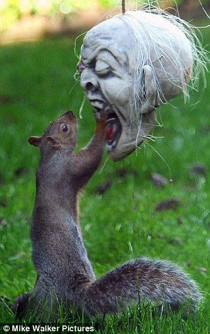 爆笑松鼠戴僵尸头颅面罩恐怖吓人