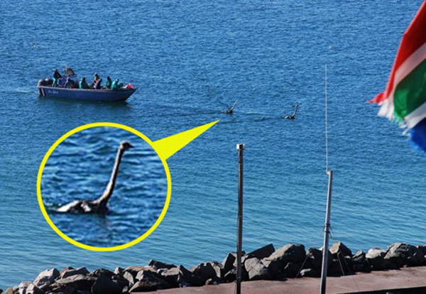 南非海岸现罕见鸵鸟下海游泳场景