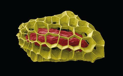 显微镜下拍摄的植物种子照片(13)