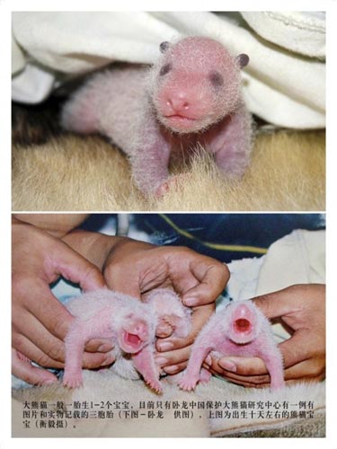 图集:熊猫宝宝成长记(4)