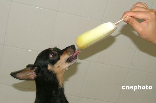 图重庆酷热难耐小狗舔雪糕降暑