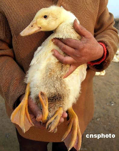 图:一只鸭子长了四条腿