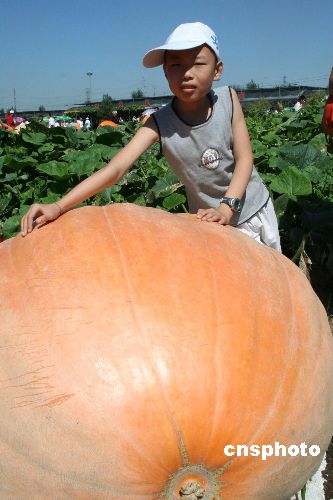 图:五百斤南瓜王亮相长春农博会
