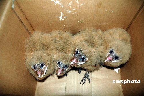 图海口爱心市民下乡急救野生幼鸟草鸮