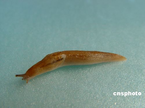 图:山东发现"无壳蜗牛"