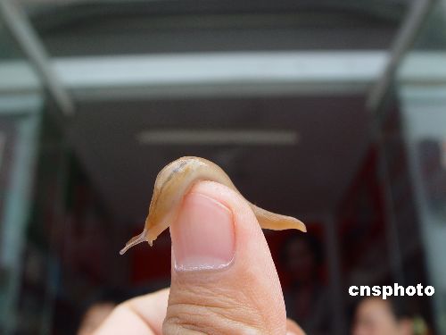图:山东发现"无壳蜗牛"