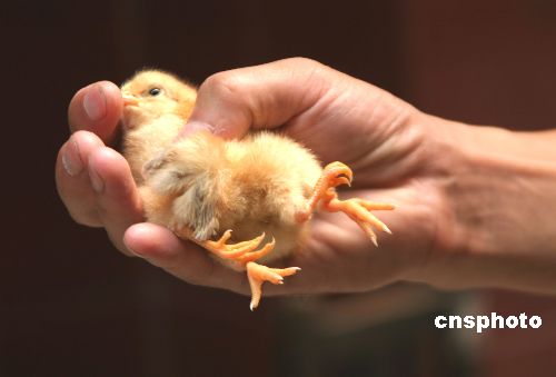图河南一小鸡长着四只腿三个翅膀