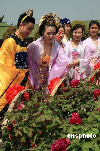 图:"贵妃"江南赏牡丹