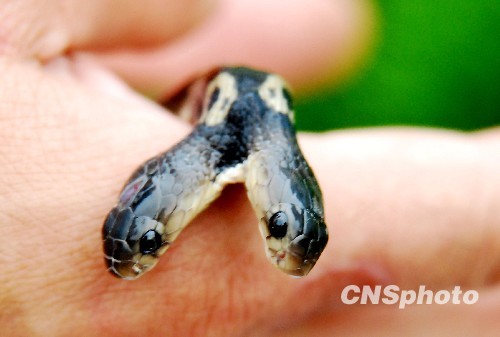 图:江西发现双头眼镜蛇