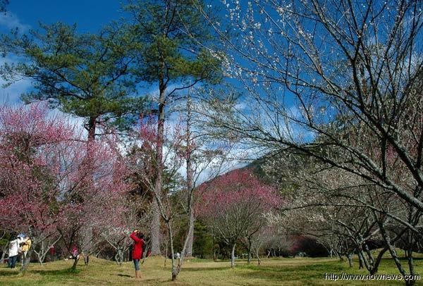 武陵的红梅特出于台湾其它地方,梅花蔚为花海也是全台最缤纷壮观之处