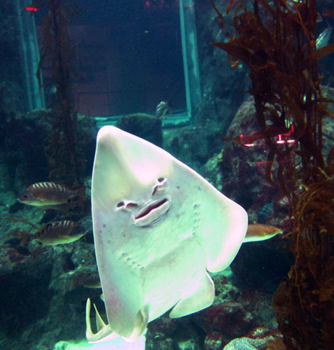 图:"环吻犁头鳐"腹部有笑脸 游客称奇