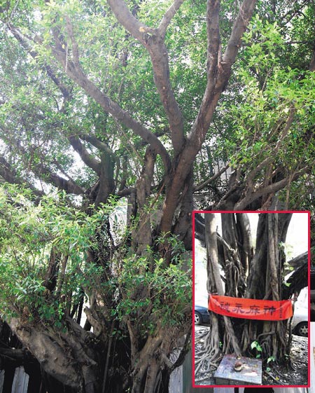 图:台北百年老榕树 民众尊为"树神"