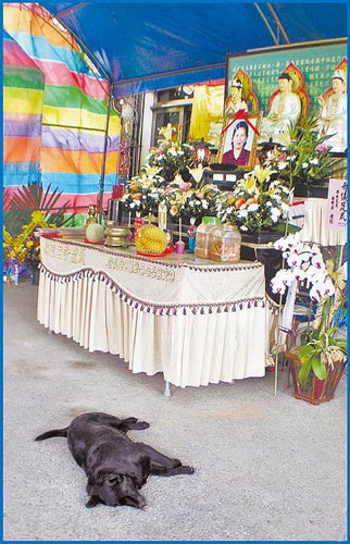 台湾彰化"黑狗守灵":或坐或卧不离去(图)
