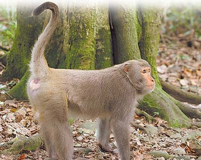 ̨�����˺�����ս�ú����ŵ�����ɧ����ֻ