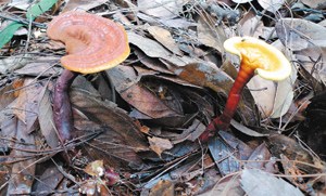 ������ѧ���о�3�����֥�����������ͼ��