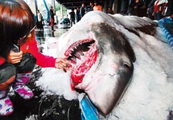 �������ײ����̨���񲶻�6ֻС�������У�ͼ��