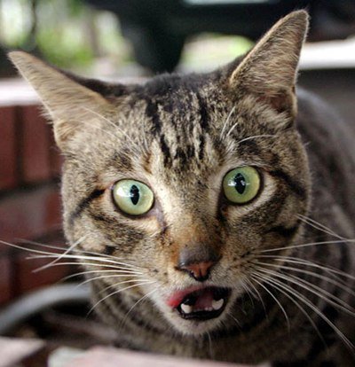 台摄影师做15年"猫仔队" 环球专拍丑猫(组图)(6)