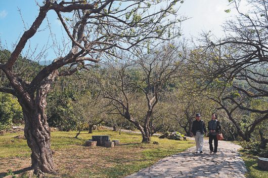 天气忽冷忽热 台南梅岭梅花含苞晚报到(图)