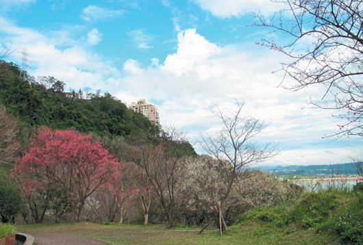 台湾石门水库百花争妍 梅花枫红山樱齐赏(图)