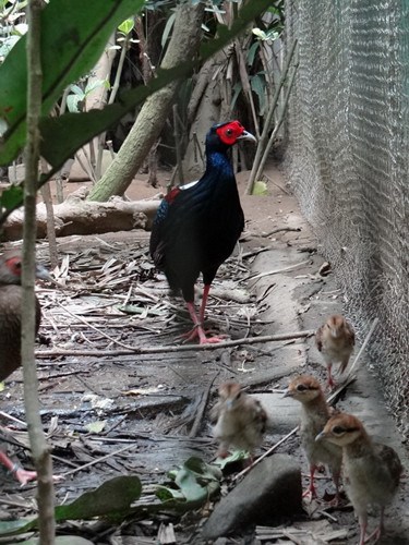 台北动物园复育台湾特有“蓝腹鹇”(图)