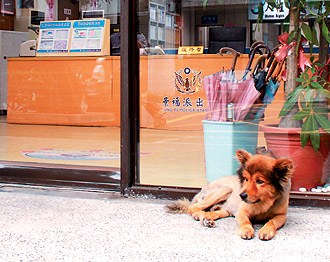 ̨��һ��Ȯ��������Ƽ��ᵽ������ץ��