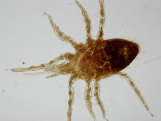 新闻中心 台湾新闻    惹祸的是鸟虱,是一种禽螨,体型很小,大约0.