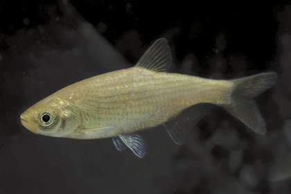 金门繁殖上千尾台湾特有的大鳞梅氏鳊(图)