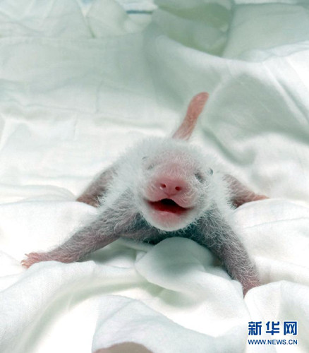 ��̨����è������Բ�С��ȹ�7��Σ���ڣ�ͼ��