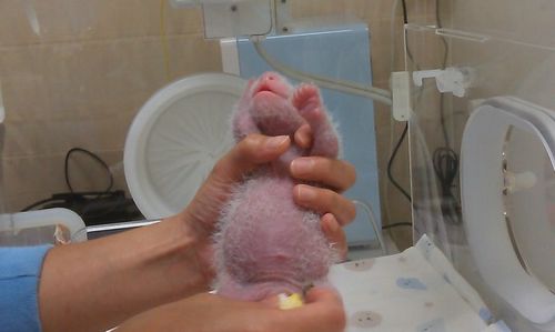 ��̨����è������Բ�С�����ë�����к���Ȧ