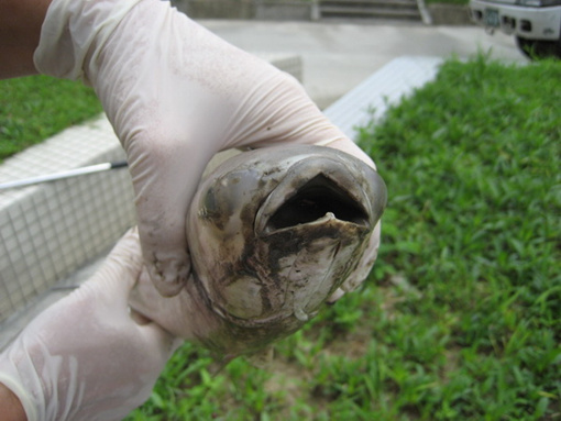 ̨���¡����Ⱥ���к�ˮ��������Ũ�ȳ�108��