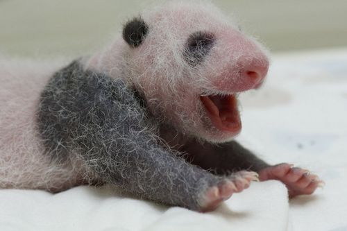 大陆赠台大熊猫宝宝眼睛未睁靠叫声唤保育员