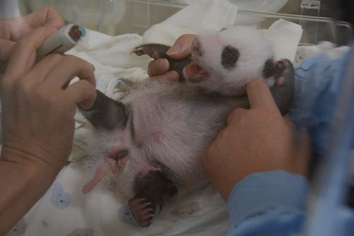 ��̨����èǧ��Բ�С����������������