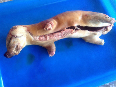 新闻中心 台湾新闻     鼬獾又名猸子,山獾,一般栖息于海拔1000米以下