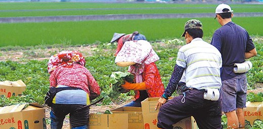 台湾90万假农民每人月领7千津贴有人94岁当农民