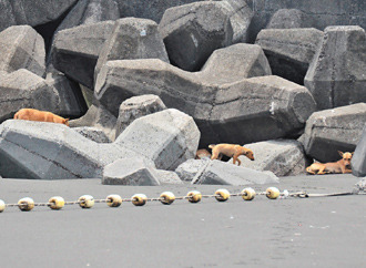 ̨����Ů�ӳ���ͱ�����Χ���Ӿ�����ҧ