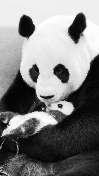 母女情深赠台大熊猫“圆圆”细心照顾“圆仔”(图)