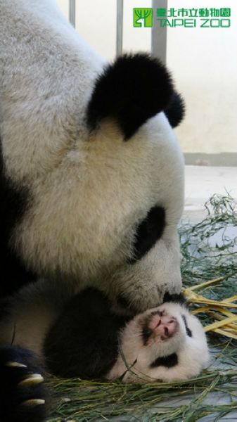 ����è������Բ�С������������Ѵ�ɽ�ױ���¶��