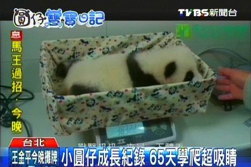 赠台熊猫幼崽力气越来越大挥动四肢学爬(图)