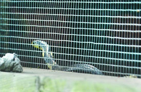 约2米长眼镜蛇昂首挡路好奇路人险被咬(图)